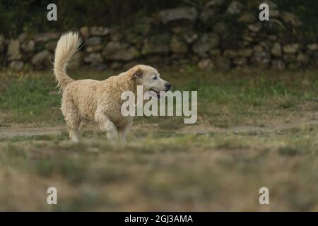 Niedlicher goldener Retriever Hund mit Zwergwuchs, der im Fluss schwimmend ist Stockfoto