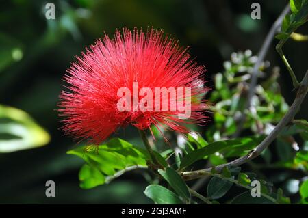 Calliandra haematocephala, piros púderpamacscserje, Südamerika Stockfoto