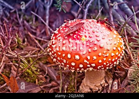 Ein Pilz unter uns - Ein schöner Orangenpilz am Ufer des Picture Lake in der Nähe des Mt. Skigebiet Baker. Stockfoto