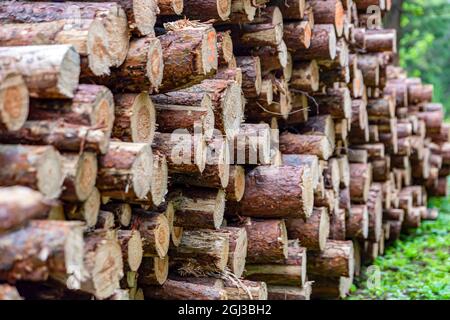 Baumstämme in einem Haufen. Kiefernstämme im Wald ernten. Gefaltetes Holz. Ein Haufen von Baumstämmen in einem Nadelwald. Baumstämme Stockfoto