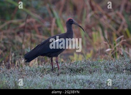 Rotnackter Ibis (Pseudibis papillosa)-Erwachsener, der auf Gras steht, mit Morgentau Gujarat, Indien November Stockfoto
