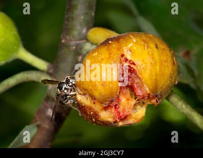 Makroansicht von Glatzenhorsten (Dolichovespula maculata), die im Spätsommer im Garten in Zentral-Virginia an reifen Feigen (Ficus) fressen. Stockfoto