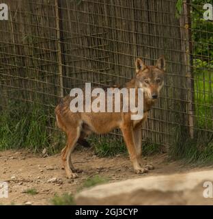 Wolf Tier in der Nähe von Zaun in heißen Sommer Farbe Tag Stockfoto