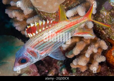 spotfin-Eichhörnchen, Neoniphon Sammana, Kona Coast, Big Island Hawaii, USA, Pazifischer Ozean Stockfoto