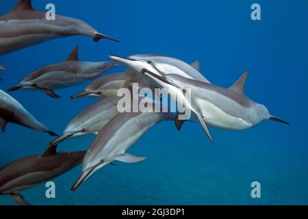 Hawaiianischer Spinnendelfin, Stenella longirostris longirostris, Kona Coast, Big Island, Hawaii, USA, Pazifischer Ozean Stockfoto