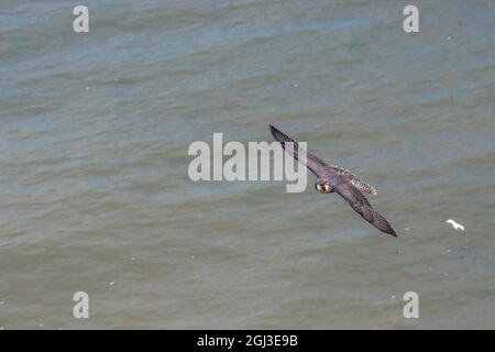 Ein junger Falcon auf den Klippen Nordenglands Stockfoto