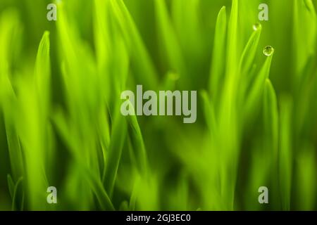 Grünes nasses Gras mit Tau auf einer Klinge. Flacher Freiheitsgrad Stockfoto