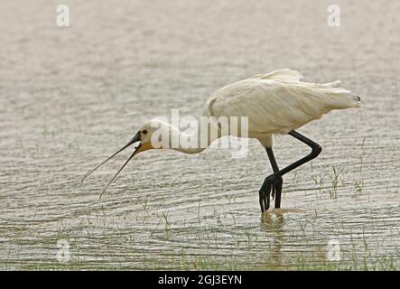 Eurasischer Löffler (Platalea leucorodia leucorodia), Erwachsene, die im seichten Wasser fressen und Beute im Yala NP, Sri Lanka, verschlucken Dezember Stockfoto