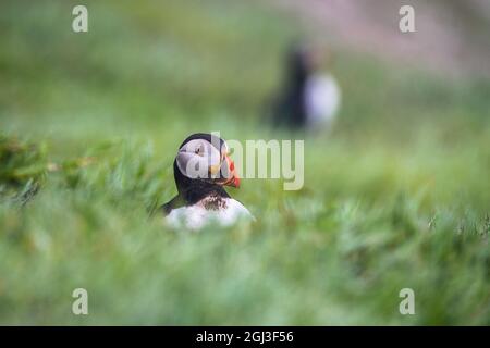 Papageitaucher während der Brutzeit - Skomer Island Vogelkolonie Wales Stockfoto