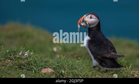 Papageitaucher während der Brutzeit - Skomer Island Vogelkolonie Wales Stockfoto