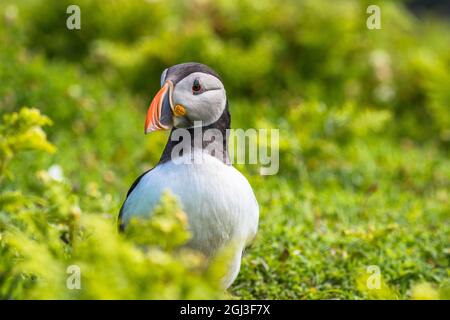 Papageitaucher während der Brutzeit - Skomer Island Vogelkolonie Wales Stockfoto