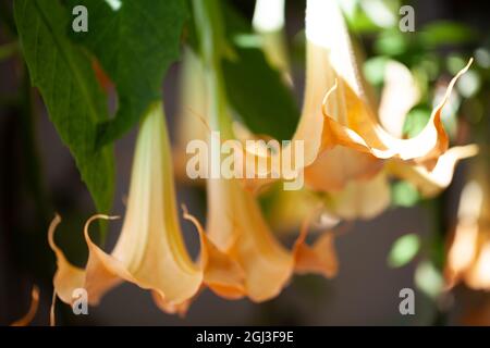 Große gelbe Brugmansia genannt Engel Trompeten oder Datura Blumen hängen aus Zweig. In Ziergärten ist eine Pflanze mit wunderschönen riesigen hängenden Blumen beliebt, alle Teile von Brugmansia sind tödlich giftig. Hochwertige Fotos Stockfoto