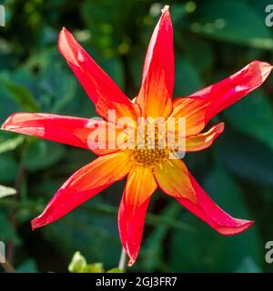 Einzelne Blume der halbharten, tuberösen Staude Dahlia 'Honka Surprise' Stockfoto