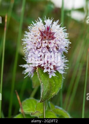 Blüten der marginalen aquatischen britischen einheimischen Moorpflanze Mentha aquatica, Water Mint Stockfoto