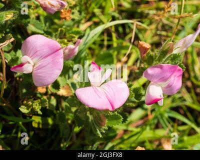 Rosa Erbsenblüten der britischen einheimischen Wildblume, Ononi repens, gemeiner Restharrow Stockfoto