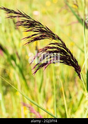 Spätsommer bogenförmigen Blütenkopf des einheimischen marginalen aquatischen Norfolk Schilf, Phragmites australis Stockfoto