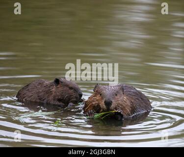 Eltern und Biber fressen gemeinsam Weidenblätter in ihrem Teich. Stockfoto