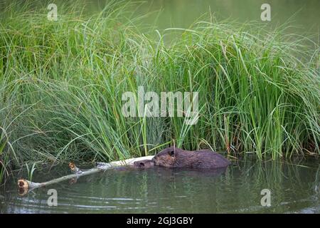 Eltern und Baby Biber Kit nuzzling einander nach der Fütterung auf einem zitternden Aspen Baum. Sie sind durch Seeggen am Teichrand geschützt. Castor canadensis Stockfoto