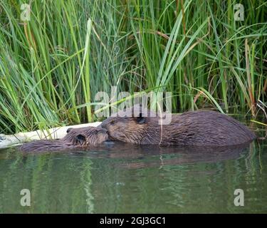 Eltern und Baby Biber Kit nuzzling einander nach der Fütterung auf einem zitternden Aspen Baum. Sie sind durch Seeggen am Teichrand geschützt. (Castor canadensis) Stockfoto