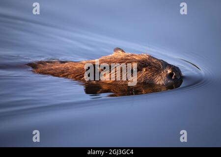 Biber schwimmt durch einen Teich, Nahaufnahme des Kopfes in blauem Wasser. Stockfoto