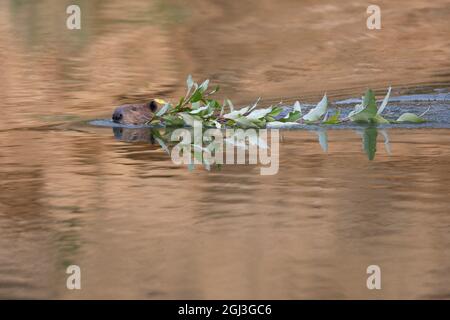 Biber schwimmt durch Teichwasser mit einem Baumzweig Stockfoto