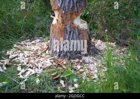 Biber kaute Balsam-Pappel (Populus balsamifera) im Wald. Einen Tag später wurde der Baum komplett durchgeschnitten und fiel. Stockfoto