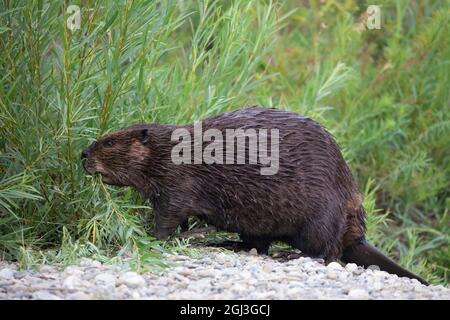 Biber frisst eine junge Weidenpflanze auf einem Anbau in einer Aue im Fish Creek Provincial Park Stockfoto