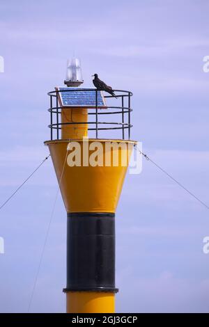 Fregattvögel thronen auf einem gelben und schwarzen Leuchtturm, angetrieben von einem Solarpanel in Puerto Egas, Santiago Island, auf den Galapagos-Inseln, Ecuador Stockfoto