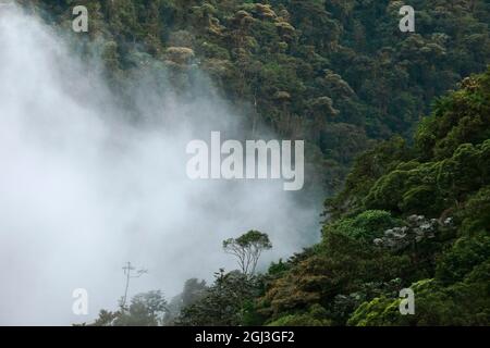 Nebel, der sich durch Nebelwaldbäume im Tandayapa-Tal am Westhang der Anden, Ecuador, bewegt. Blick von oben. Stockfoto