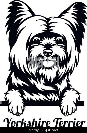Yorkshire Terrier Peeking Dog - Kopf isoliert auf weißem - Vektorstock Stock Vektor