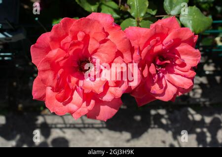 Nahaufnahme von zwei Floribunda-Blumen, die an einem sonnigen Tag im Garten wachsen Stockfoto