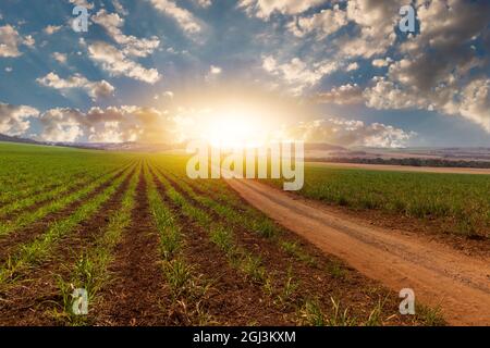 Sonnenuntergang über einer kleinen jungen Zuckerrohrplantage mit bewölktem Himmel. Stockfoto