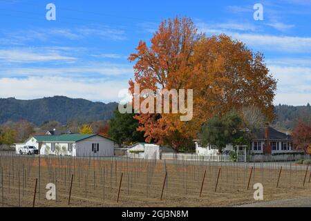 Wunderschöne Herbstlandschaft an der Dry Creek AVA, Healdsburg (Sonoma) CA Stockfoto