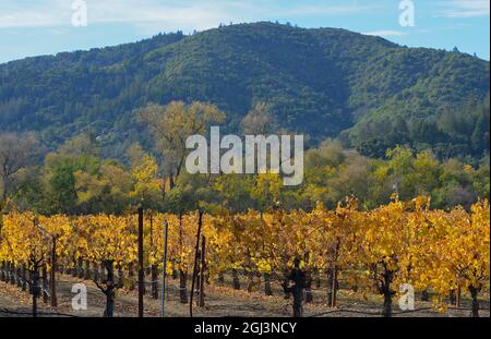 Wunderschöne Herbstlandschaft an der Dry Creek AVA, Healdsburg (Sonoma) CA Stockfoto