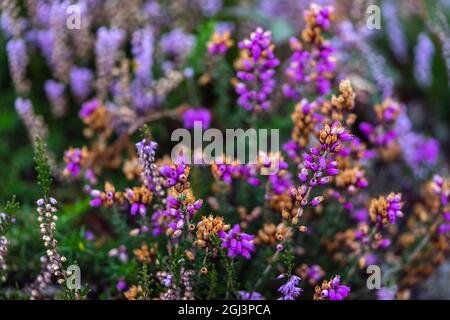 Farbenfrohe violette/rosa Glockenheidepflanzen (erica cinerea) beginnen im Spätsommer im New Forest, England, Großbritannien, zu verwelken Stockfoto