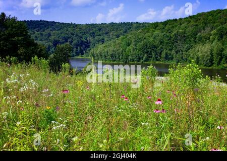 Eine blühende Blumenwiese im Sommer im 2,000 Hektar großen Prompton State Park in Wayne County, Pennsylvania Stockfoto