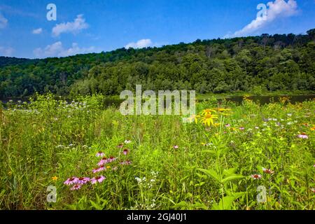 Eine blühende Blumenwiese im Sommer im 2,000 Hektar großen Prompton State Park in Wayne County, Pennsylvania Stockfoto