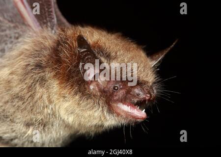 Brandts Fledermaus (Myotis brandtii) Porträt in natürlichem Lebensraum Stockfoto