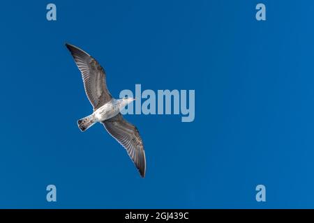 Fliegende Möwe mit blauem Himmel Hintergrund Stockfoto