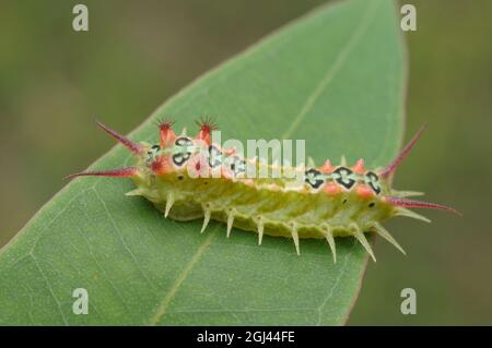 Vierfleck-Raupe der Körbchenmuttersäule, Doratifera quadriguttata, in Glenbrook, New South Wales, Australien. Stockfoto