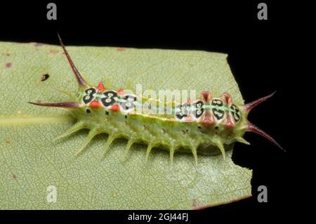 Vierfleck-Raupe der Körbchenmuttersäule, Doratifera quadriguttata, in Glenbrook, New South Wales, Australien. Stockfoto