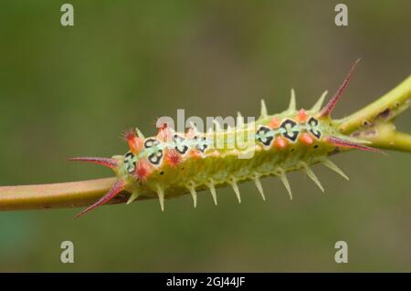 Vierfleck-Raupe der Körbchenmuttersäule, Doratifera quadriguttata, in Glenbrook, New South Wales, Australien. Stockfoto