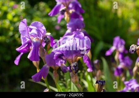 Blumen im Garten. Lila Toffee. Eine schöne Blume im Sommer. Stockfoto