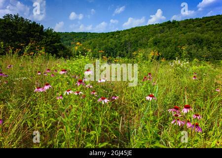 Eine blühende Blumenwiese im Sommer im 2,000 Hektar großen Prompton State Park in Wayne County, Pennsylvania Stockfoto