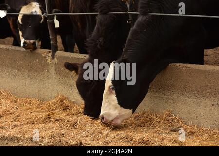 Rinder, die im Futterplatz auf der Ranch auf den nördlichen Ebenen fressen. Stockfoto