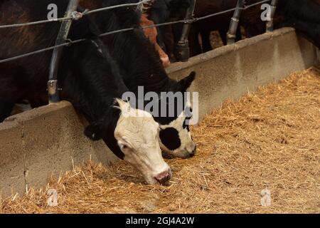 Rinder, die im Futterplatz auf der Ranch auf den nördlichen Ebenen fressen. Stockfoto