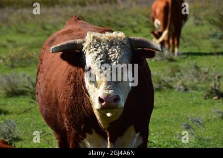 Nahaufnahme des hereford-Stiers auf der Weide. Stockfoto