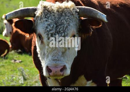 Nahaufnahme des hereford-Stiers auf der Weide. Stockfoto