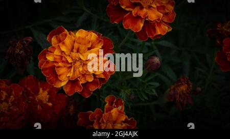 Nahaufnahme des gelben ringelblumes mit einer lebendigen Farbe der Natur. Blühende Ringelblume im Sommer Stockfoto