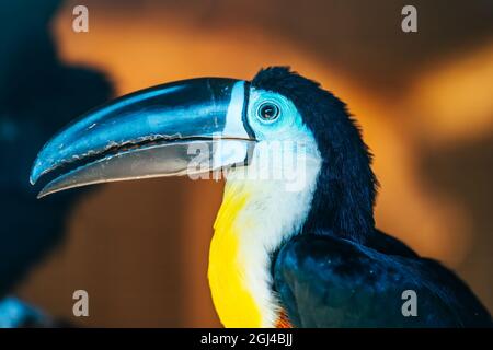 Tukan-Vogel mit großer schwarzer Nase oder Schnabel, Nahaufnahme. Stockfoto